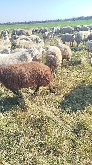Qoyunlar, qoçlar: Dişi, il: 1, 50 kq, Damazlıq, Ünvandan götürmə — 12