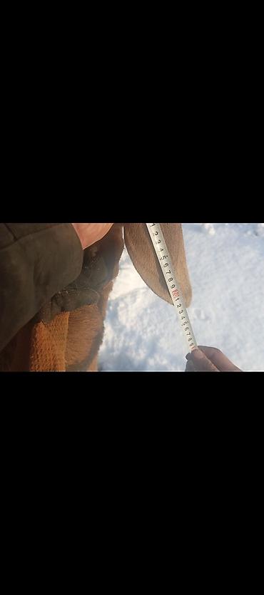 Баран, овца: Продаю | Овца (самка) | Арашан | Для разведения | Котные — 5