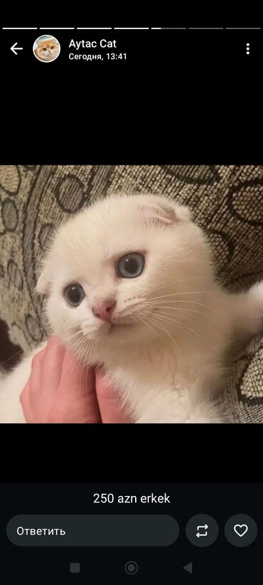 Pişiklər: Britan, Yaxşı əllərə — 7