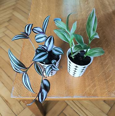 torf satilir: 🌿 Tradescantia bitkiləri satılır! 💚 🤍 Yaşıl yarpaqlı, ağ zolaqlı növ — 2