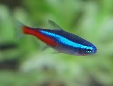 akvarum baliqi: Neon balığı. Bütün balıqlarla yola gedir, aqressiv deyil. Bir ədədi