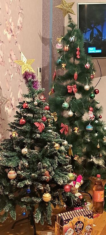 yolka ağacı satışı: 2 ədəd yolka 1dənəsi 50 manat. ünvan Sumqait Heydər parka yaxin — 1