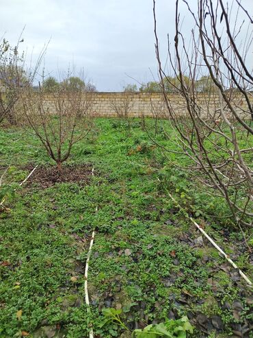 Torpaq sahələrinin satışı: 4 sot, Kupça (Çıxarış) — 6