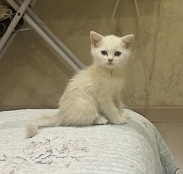 где купить котят: 2 месяца, Мальчик, Белый, Приучена к лотку — 2