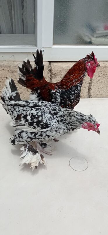 ördək cücəsi: Satilir ve ya barter edilir. Barter ( Lal ordek, tutuqusi, goyercinle