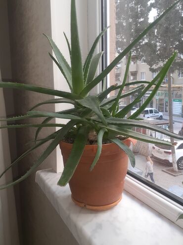 aloe vera gülü: 4ilindir