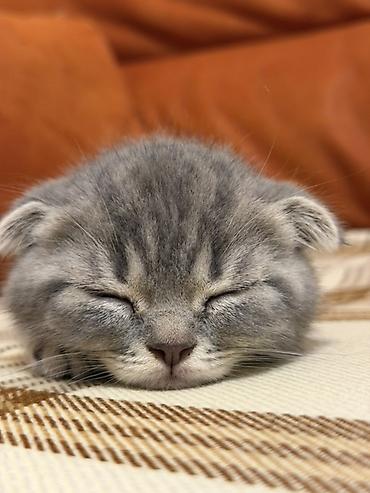 scottish fold qiyməti: Şotland yastı qulaq, Erkək — 2
