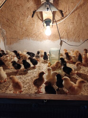 Куры, петухи: Продаю цыплят Домашние договорная цена 4 дневные