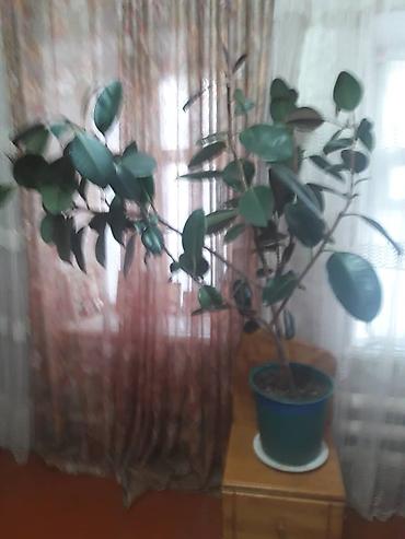 Фикусы: Комнатные растения в горшках. 1) Фикус эластика (каучуковое дерево) - — 2