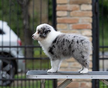 lepi psi: Na prodaju 9 šteneta Border Collie, iz dva različita legla. - Jedno — 6