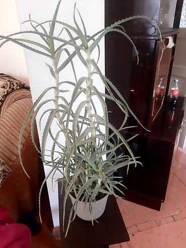 алоэ цветок: Алоэ древовидное (Aloe arborescens), крупное комнатное растение в — 1