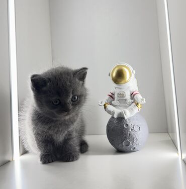 Продажа кошек: Скотиш Страйт (Шотландская прямоухая), 1 месяц, Девочка, Голубой, Приучена к лотку, Проглистована