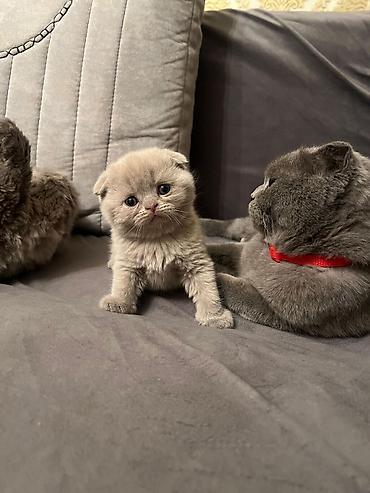 Pişiklər: Şotland yastı qulaq, Erkək, Dişi, Yaxşı əllərə, Ünvandan götürmə, Pulsuz çatdırılma, Ödənişli çatdırılma — 8