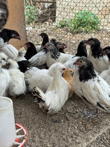 продажа домашних кур: Продаю | Куры, Петух, Цыплята