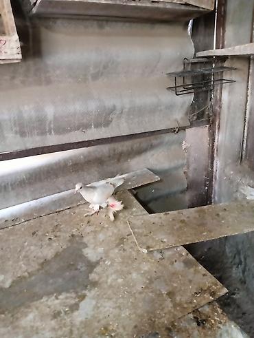 Птицы: Продаю молодых голубей 1 шт стоит пятьсот сом окончательно родители — 13