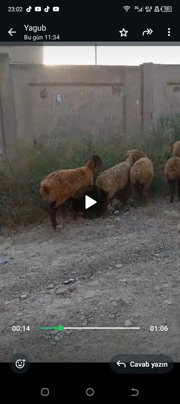 balalı qoyunlar: 6 qoyun qiymət birinə aydı şəkildəki qızlar satılmır sadece 6 qoyun