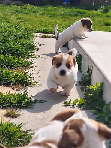 york terrier: Cek rassel teryer, 2 ay, Ünvandan götürmə — 1