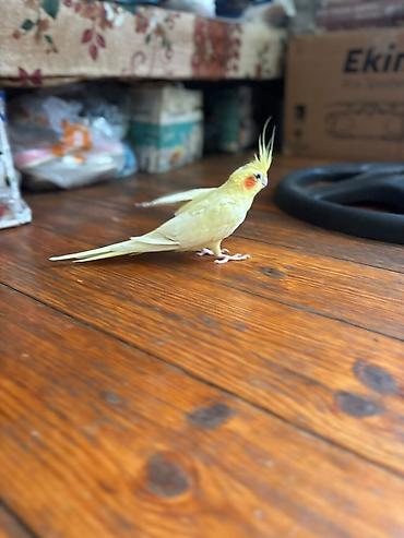 lutino: Nymph parrot (kakaducu/korella) – sarı lutinо rəng Məhsul təsviri: - — 2