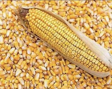 рушенная кукуруза: Продаю кукурузу! Сорт Лимагрейн