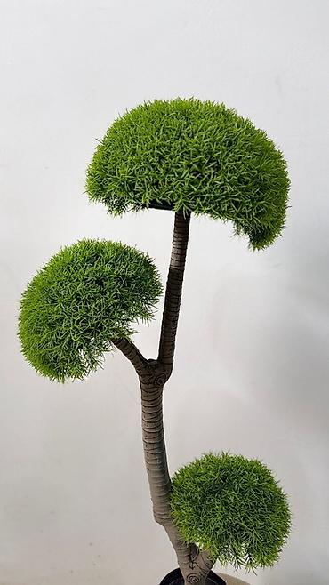 bonsai: Dekorativ süni bonsai ağacı - Realistik görünüşlü, çoxgövdəli bonsai — 3