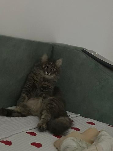 Отдам даром кошку: 1 год, Девочка, Приучена к лотку — 1