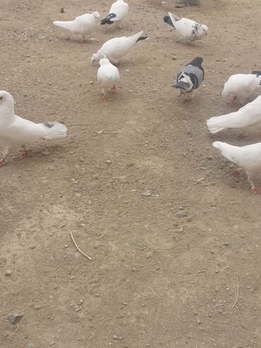 goyercin satisi: Hər cürə göyərcin var.Topdan 3azn.Hal hazırda 70 göyərcin satılır