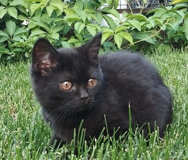 британец золотая шиншилла цена: Британская короткошёрстная, 6 месяцев, Мальчик, Приучена к лотку, Проглистована