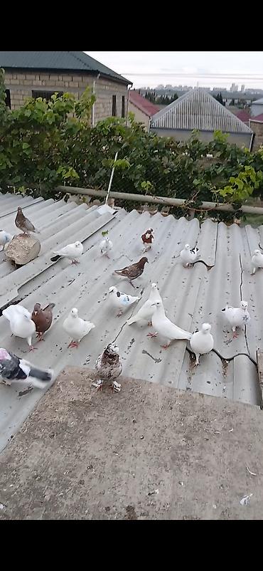 quslar goyərcin: 22 eded qiymed 70manat ülvan bileceri 070 990 67 99 — 3