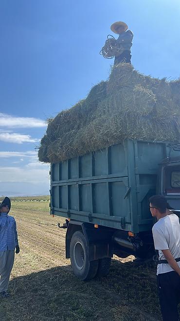 подар: Доставка щебня, угля, песка, чернозема, отсев, 6000 тонн — 1