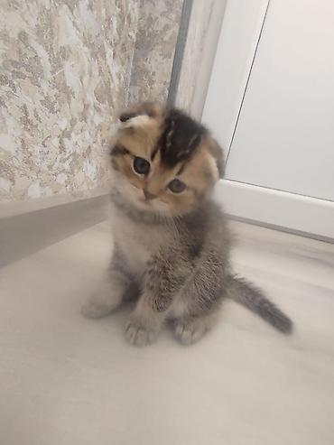 Pişiklər: Şotland — 4