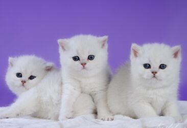 gence heyvanlar: Ağ rəngli, yumşaq tüklü balaca pişik balası. - Böyük, dərin mavi