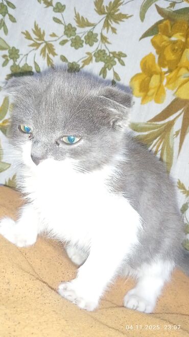 купить немецкую овчарку бишкек: Скотиш Фолд (Шотландская вислоухая), 2 месяца, Девочка, Серый, Метис, Приучена к лотку