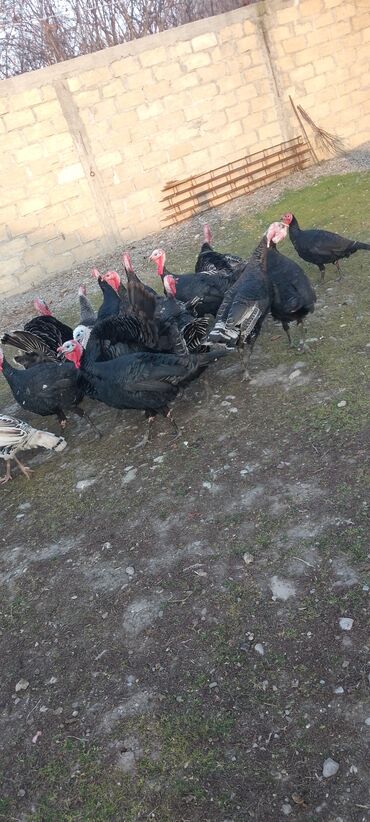 Hinduşka: Məhsul: Hinduşka sürüsü Təsvir: 8 ayliq tam sağlam kəsimə yararlı — 9