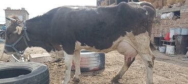 Коровы, быки: Продам свою корову без теленка рост 130 23марта отелился 5отел