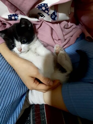 сиамский котенок: Срочно чистые ухоженные котята отдадим в хорошие руки полу