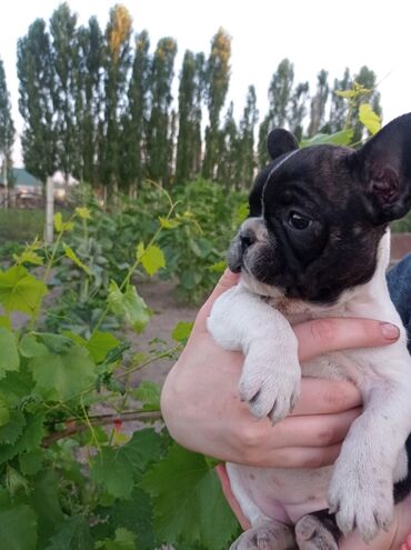 трекер для животных: Продаются щенки, карликового французского бульдога 🐶 Рождённые