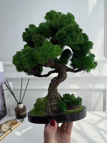 Декоративные цветы: В переводе с японского Бонсай означает «дерево, выращенное в блюде» at lalafo.kg — 1 Декоративные цветы: В переводе с японского Бонсай означает «дерево, выращенное в блюде» — 1