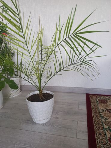 Другие комнатные растения: Молодой саженец лимона, выращенный в домашних условиях. Растение имеет at lalafo.kg — 16 Другие комнатные растения: Молодой саженец лимона, выращенный в домашних условиях. Растение имеет — 16