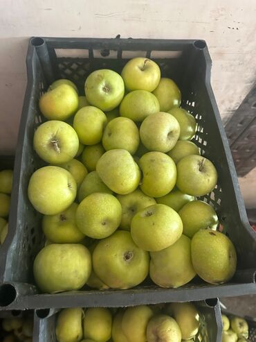 Яблоки: Яблоки Превосходное — 7