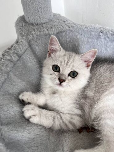 Mačke: Prelepi skotski macici su spremni za rezervaciju. U ponudi: 2 srebrna — 3