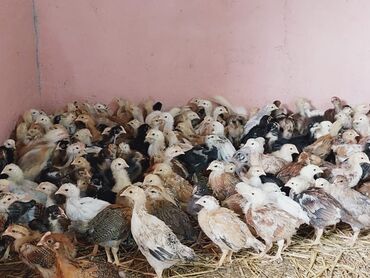 qirt toyuq: Toyuq cücələri, Damazlıq