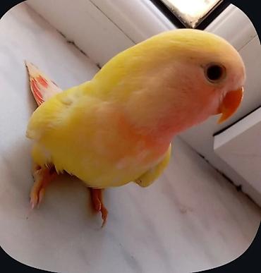 Tutuquşları: 3 aylıq bala dişi quş satılır. Ələ uyğunlaşan, mehriban quşdur.🦜 — 2