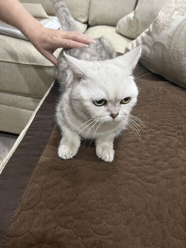 кошка: Мышык бекер берилет: Скотиш Страйт (Шотландиялык тик кулактуу), 2 жаш, Ургаачы, Лотокко барууга үйрөтүлгөн, Курттардан тазаланган, Документтери менен