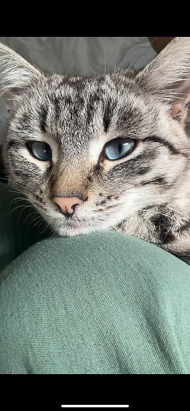кошка британская цена: 2 года, Мальчик — 2