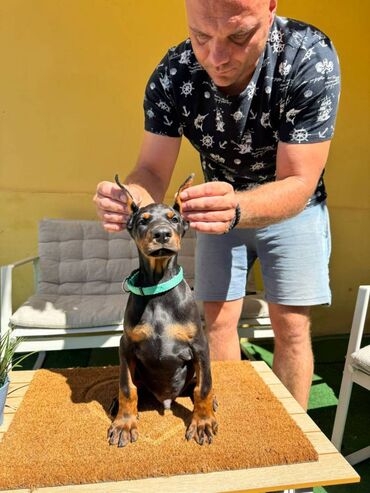 Psi: Doberman stenad. Ostenjeni su 28.06.2025. Spremni su za preuzimanje — 18