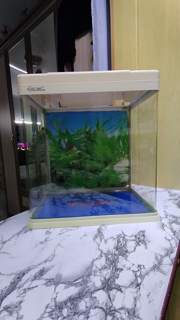 аквариум для рыб: Аквариум с крышкой
