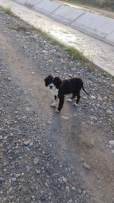xalli itler: Qara-ağ rəngli balaca it - Cinsə bənzər görünüş: spaniel tipli — 1