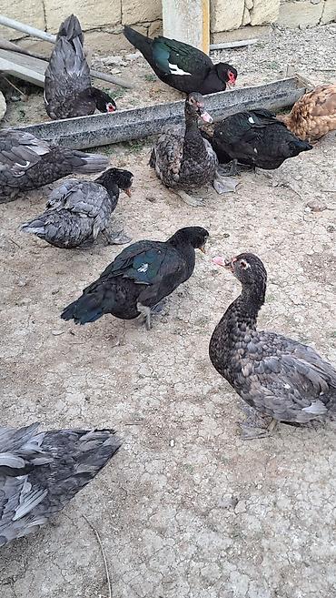 Ördəklər: Erkək, Ətlik, Pulsuz çatdırılma — 6