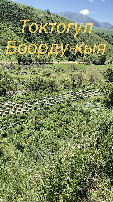 алма кол: Токтогульский горный спелый мед,своя пасека гарантия на качество 100% — 3