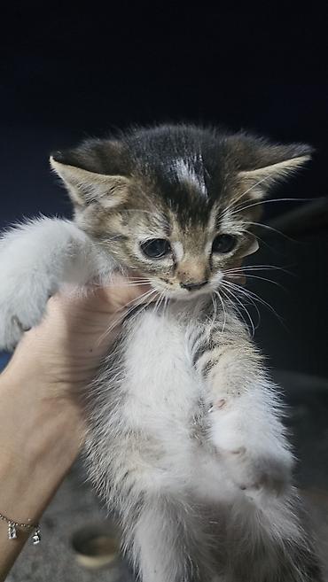 котята шиншиллы: Отдам котят в добрые руки. мама британка. игривые кушают всё — 2